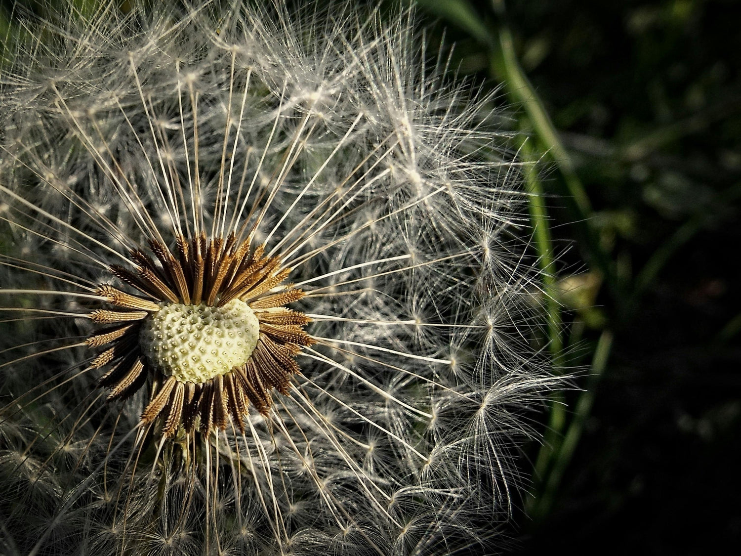 Allergienverstehen Ursachen, Symptome und Behandlungsmöglichkeiten
